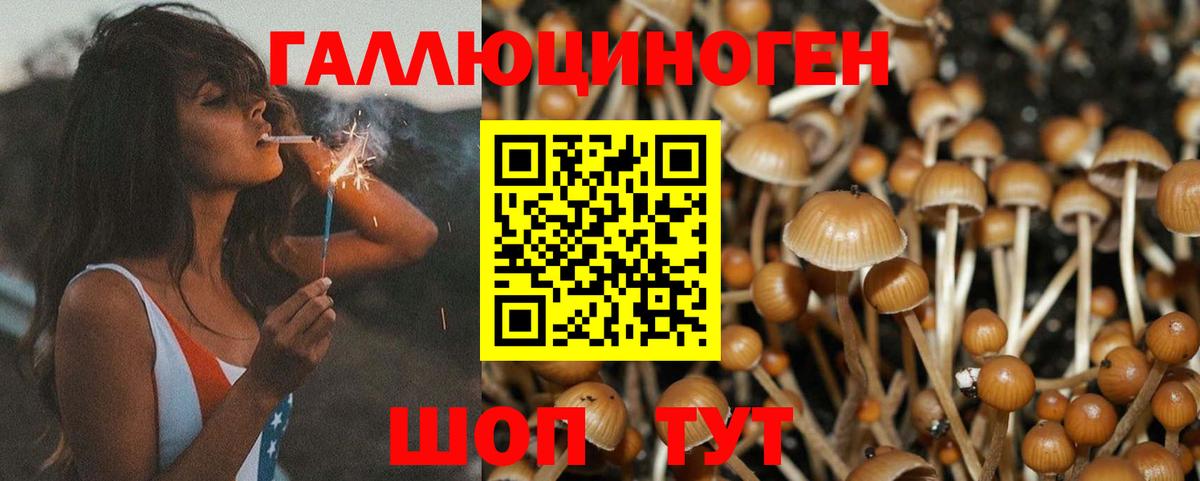 Тулун  дарнет шоп  Вход с VPN  Псилоцибиновые грибы мухоморы 